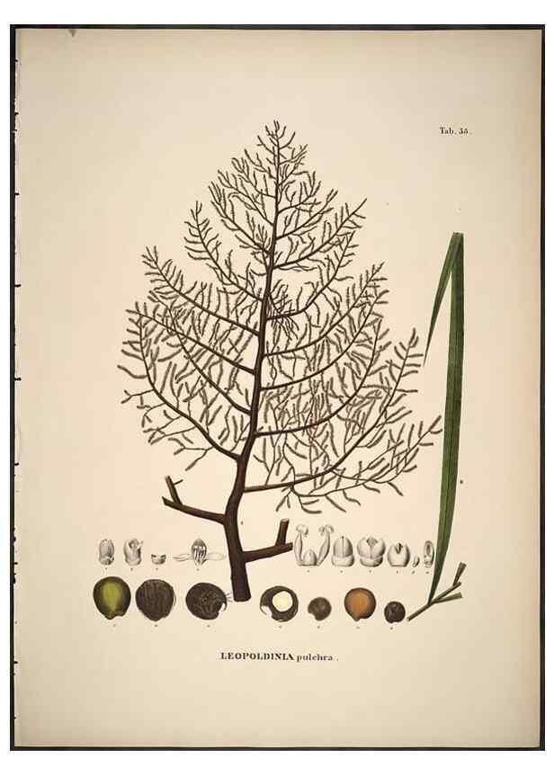 Reproducción/Reproduction 49785649426: Historia naturalis palmarum. Lipsiae: T.O. Weigel, [1823-50]. 