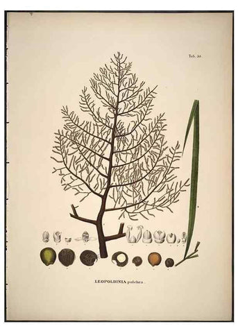 Reproducción/Reproduction 49785649426: Historia naturalis palmarum. Lipsiae: T.O. Weigel, [1823-50]. 