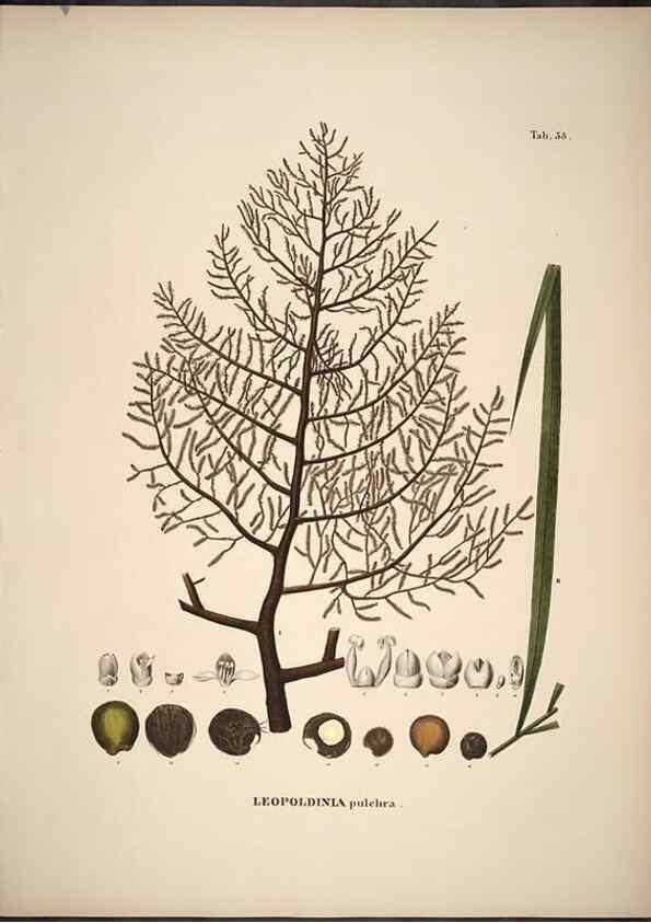 Reproducción/Reproduction 49785649426: Historia naturalis palmarum. Lipsiae: T.O. Weigel, [1823-50]. 