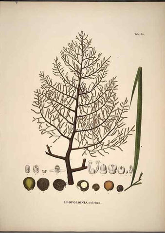 Reproducción/Reproduction 49785649426: Historia naturalis palmarum. Lipsiae: T.O. Weigel, [1823-50]. 