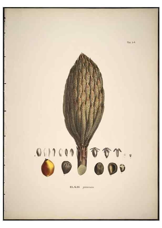 Reproducción/Reproduction 49785649656: Historia naturalis palmarum. Lipsiae: T.O. Weigel, [1823-50]. 