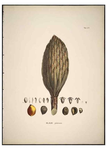 Reproducción/Reproduction 49785649656: Historia naturalis palmarum. Lipsiae: T.O. Weigel, [1823-50]. 