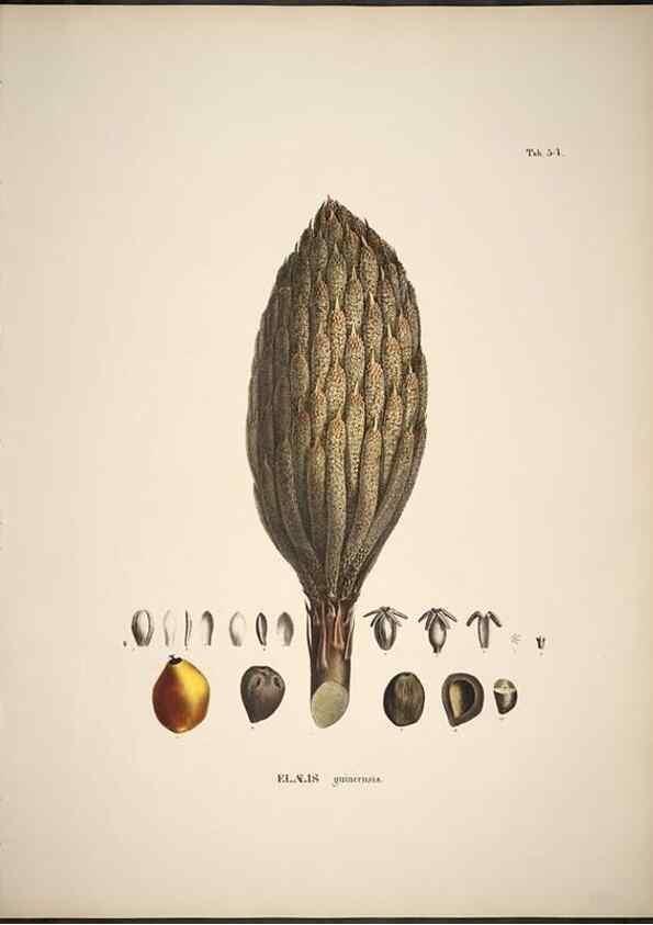 Reproducción/Reproduction 49785649656: Historia naturalis palmarum. Lipsiae: T.O. Weigel, [1823-50]. 