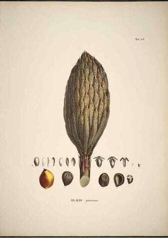 Reproducción/Reproduction 49785649656: Historia naturalis palmarum. Lipsiae: T.O. Weigel, [1823-50]. 