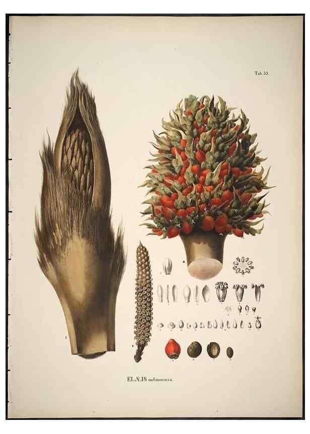 Reproducción/Reproduction 49785972247: Historia naturalis palmarum. Lipsiae: T.O. Weigel, [1823-50]. 