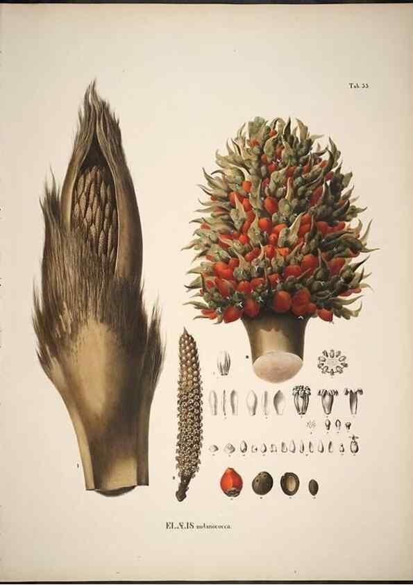 Reproducción/Reproduction 49785972247: Historia naturalis palmarum. Lipsiae: T.O. Weigel, [1823-50]. 