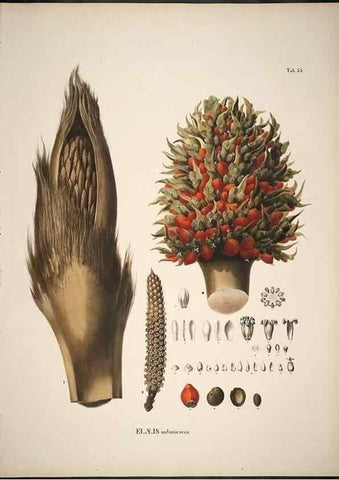 Reproducción/Reproduction 49785972247: Historia naturalis palmarum. Lipsiae: T.O. Weigel, [1823-50]. 