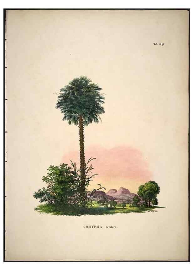 Reproducción/Reproduction 49785648286: Historia naturalis palmarum. Lipsiae: T.O. Weigel, [1823-50]. 