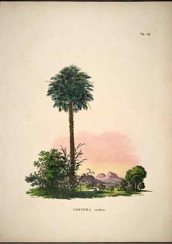 Reproducción/Reproduction 49785648286: Historia naturalis palmarum. Lipsiae: T.O. Weigel, [1823-50]. 