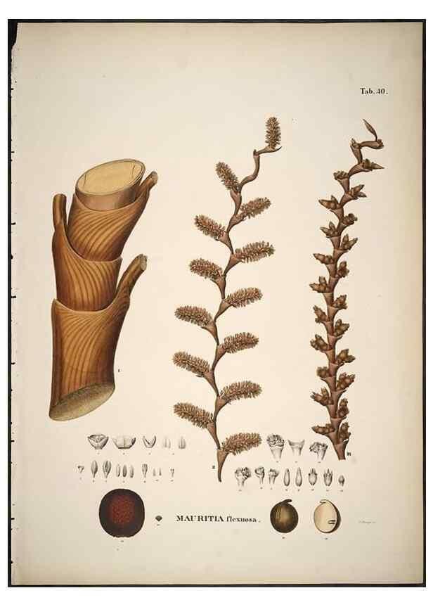 Reproducción/Reproduction 49785110708: Historia naturalis palmarum. Lipsiae: T.O. Weigel, [1823-50]. 