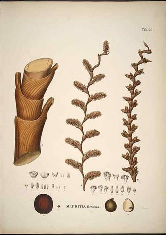 Reproducción/Reproduction 49785110708: Historia naturalis palmarum. Lipsiae: T.O. Weigel, [1823-50]. 