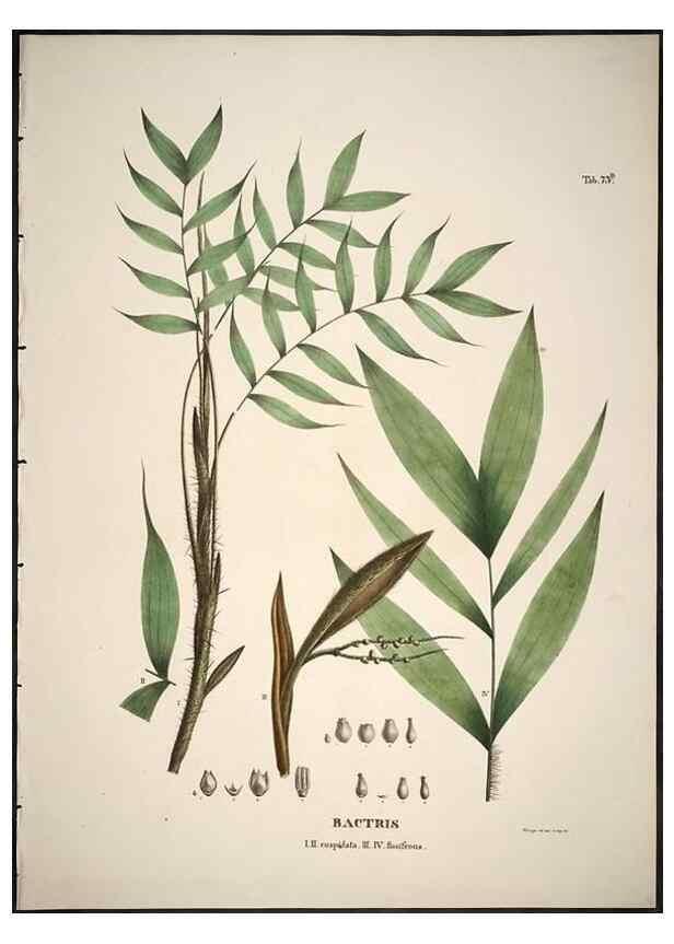 Reproducción/Reproduction 49785118933: Historia naturalis palmarum. Lipsiae: T.O. Weigel, [1823-50]. 