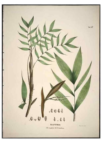 Reproducción/Reproduction 49785118933: Historia naturalis palmarum. Lipsiae: T.O. Weigel, [1823-50]. 