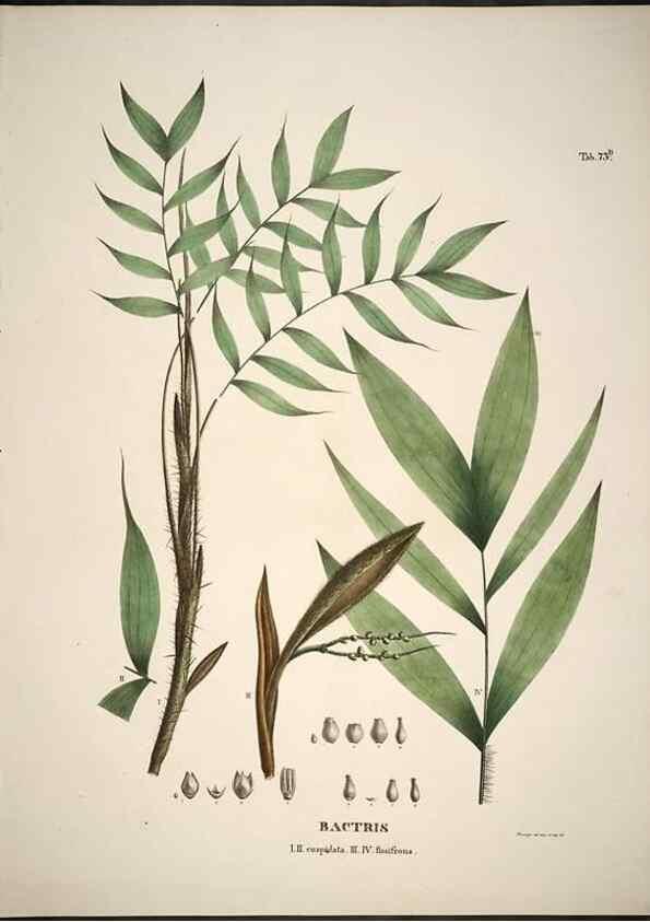 Reproducción/Reproduction 49785118933: Historia naturalis palmarum. Lipsiae: T.O. Weigel, [1823-50]. 