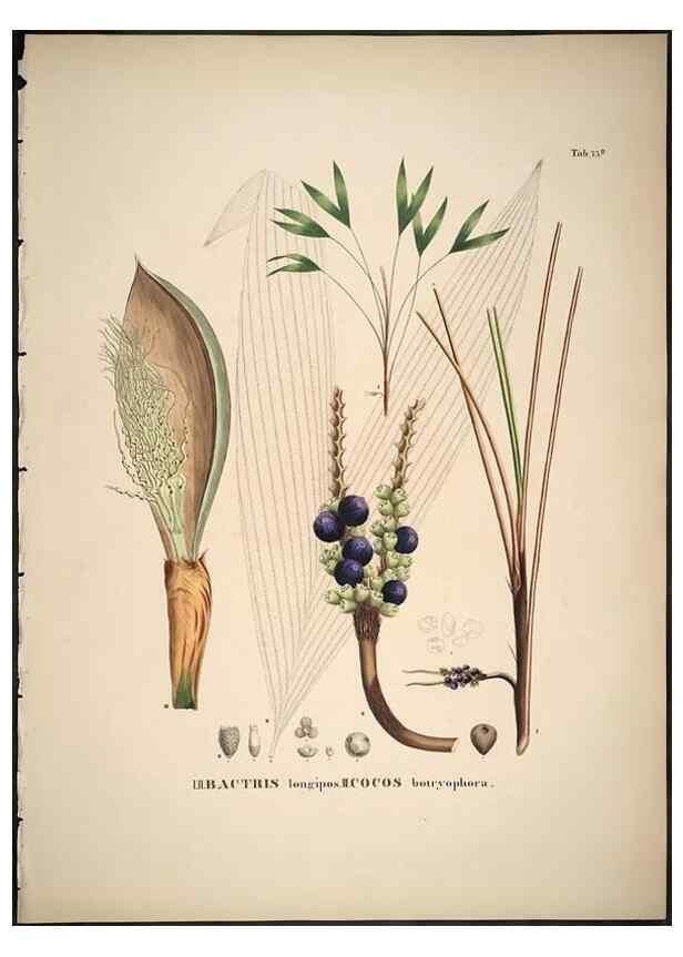 Reproducción/Reproduction 49785119378: Historia naturalis palmarum. Lipsiae: T.O. Weigel, [1823-50]. 