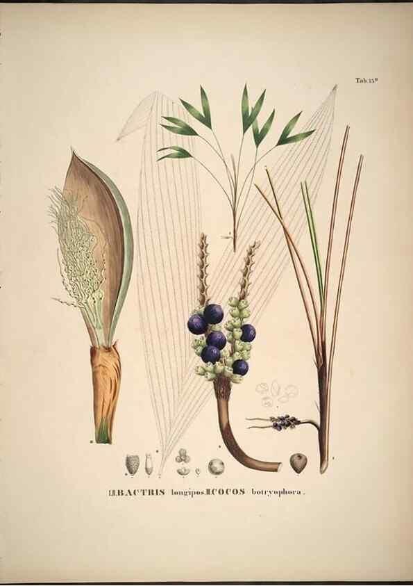 Reproducción/Reproduction 49785119378: Historia naturalis palmarum. Lipsiae: T.O. Weigel, [1823-50]. 