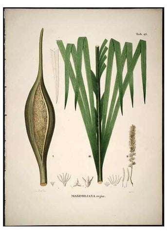 Reproducción/Reproduction 49785981177: Historia naturalis palmarum. Lipsiae: T.O. Weigel, [1823-50]. 