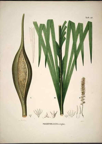 Reproducción/Reproduction 49785981177: Historia naturalis palmarum. Lipsiae: T.O. Weigel, [1823-50]. 