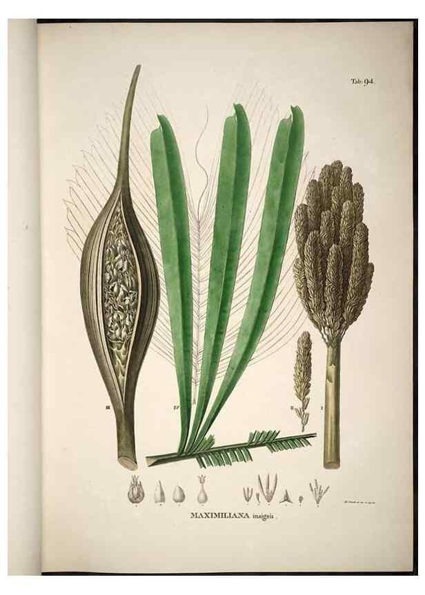 Reproducción/Reproduction 49785659161: Historia naturalis palmarum. Lipsiae: T.O. Weigel, [1823-50]. 