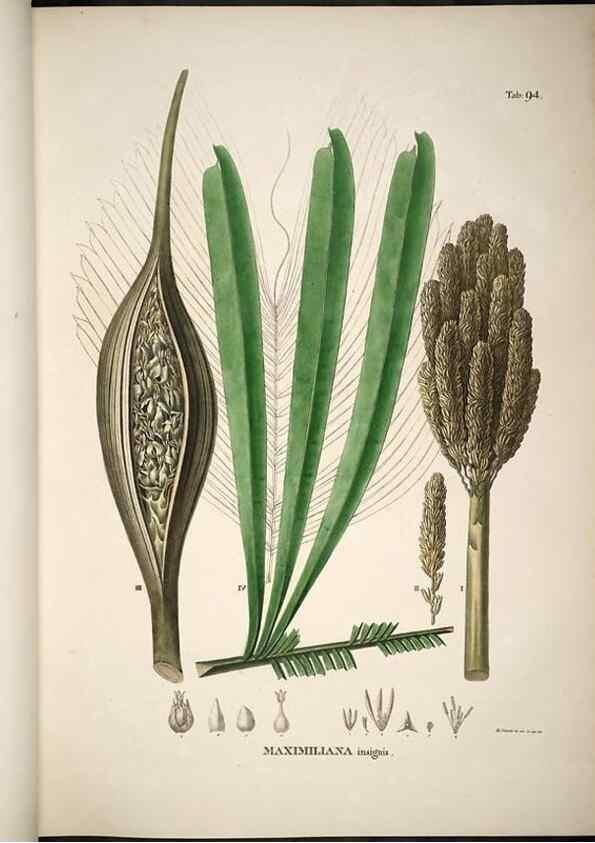 Reproducción/Reproduction 49785659161: Historia naturalis palmarum. Lipsiae: T.O. Weigel, [1823-50]. 