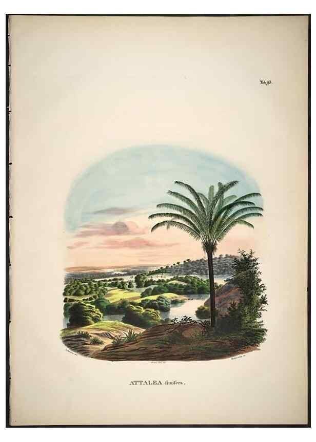 Reproducción/Reproduction 49785659296: Historia naturalis palmarum. Lipsiae: T.O. Weigel, [1823-50]. 