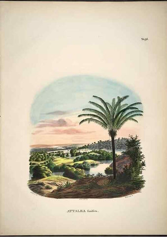 Reproducción/Reproduction 49785659296: Historia naturalis palmarum. Lipsiae: T.O. Weigel, [1823-50]. 