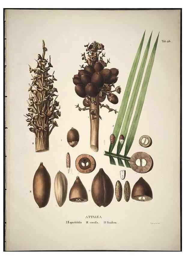 Reproducción/Reproduction 49785981822: Historia naturalis palmarum. Lipsiae: T.O. Weigel, [1823-50]. 