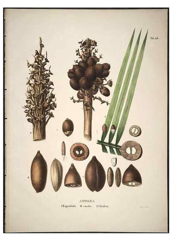 Reproducción/Reproduction 49785981822: Historia naturalis palmarum. Lipsiae: T.O. Weigel, [1823-50]. 
