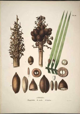 Reproducción/Reproduction 49785981822: Historia naturalis palmarum. Lipsiae: T.O. Weigel, [1823-50]. 