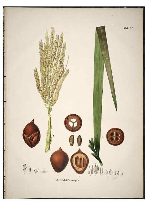 Reproducción/Reproduction 49785124478: Historia naturalis palmarum. Lipsiae: T.O. Weigel, [1823-50]. 