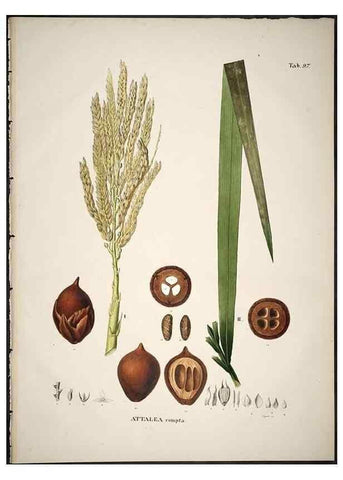Reproducción/Reproduction 49785124478: Historia naturalis palmarum. Lipsiae: T.O. Weigel, [1823-50]. 