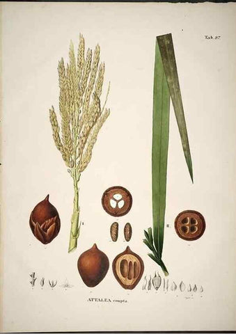 Reproducción/Reproduction 49785124478: Historia naturalis palmarum. Lipsiae: T.O. Weigel, [1823-50]. 