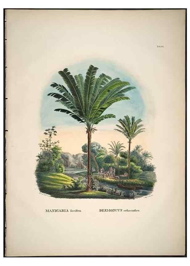 Reproducción/Reproduction 49785659831: Historia naturalis palmarum. Lipsiae: T.O. Weigel, [1823-50]. 