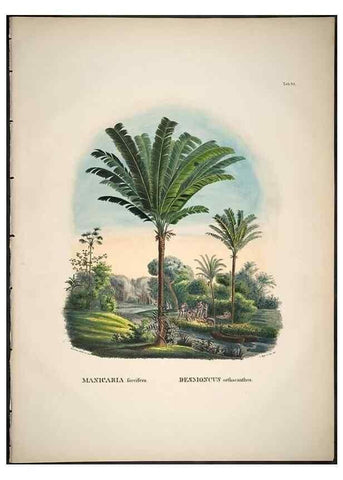 Reproducción/Reproduction 49785659831: Historia naturalis palmarum. Lipsiae: T.O. Weigel, [1823-50]. 