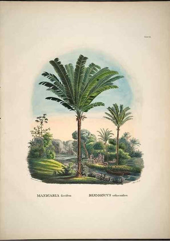 Reproducción/Reproduction 49785659831: Historia naturalis palmarum. Lipsiae: T.O. Weigel, [1823-50]. 