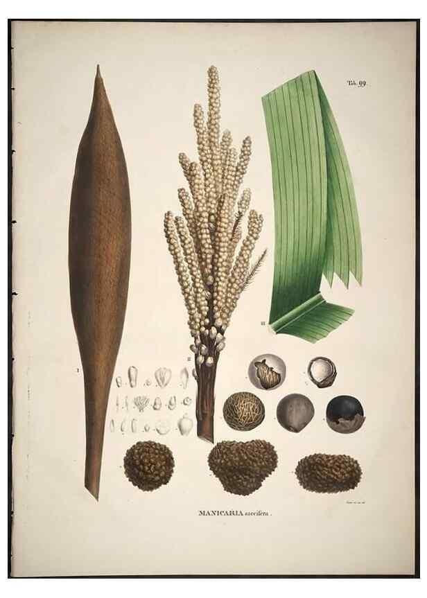 Reproducción/Reproduction 49785982447: Historia naturalis palmarum. Lipsiae: T.O. Weigel, [1823-50]. 