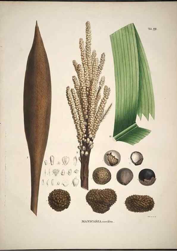 Reproducción/Reproduction 49785982447: Historia naturalis palmarum. Lipsiae: T.O. Weigel, [1823-50]. 