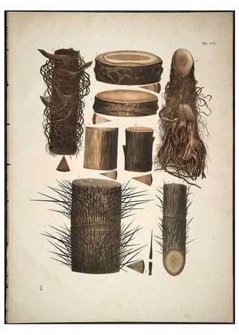 Reproducción/Reproduction 49785660356: Historia naturalis palmarum. Lipsiae: T.O. Weigel, [1823-50]. 
