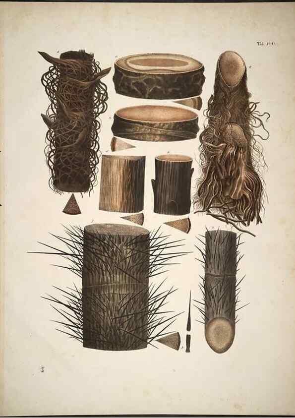 Reproducción/Reproduction 49785660356: Historia naturalis palmarum. Lipsiae: T.O. Weigel, [1823-50]. 