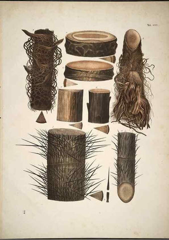 Reproducción/Reproduction 49785660356: Historia naturalis palmarum. Lipsiae: T.O. Weigel, [1823-50]. 