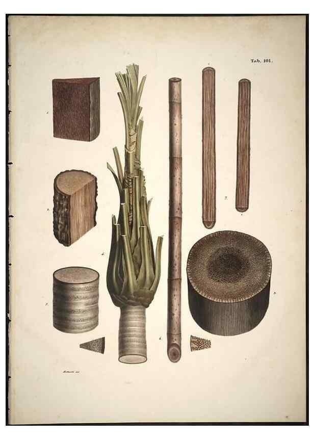 Reproducción/Reproduction 49785125433: Historia naturalis palmarum. Lipsiae: T.O. Weigel, [1823-50]. 