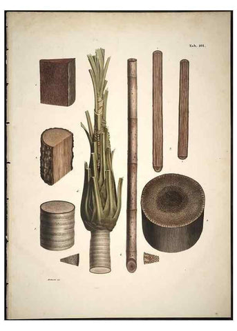 Reproducción/Reproduction 49785125433: Historia naturalis palmarum. Lipsiae: T.O. Weigel, [1823-50]. 