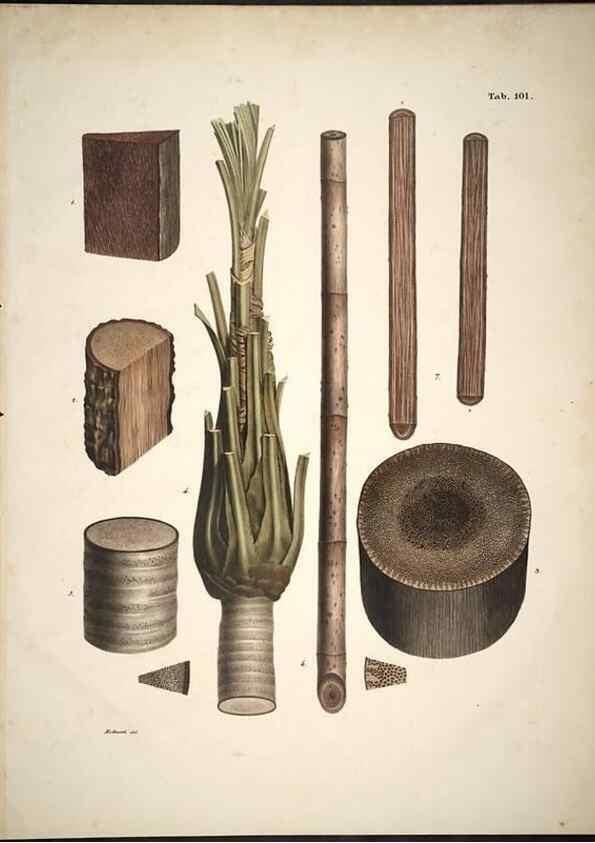 Reproducción/Reproduction 49785125433: Historia naturalis palmarum. Lipsiae: T.O. Weigel, [1823-50]. 