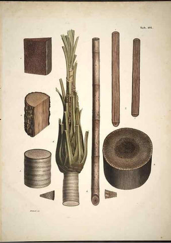 Reproducción/Reproduction 49785125433: Historia naturalis palmarum. Lipsiae: T.O. Weigel, [1823-50]. 