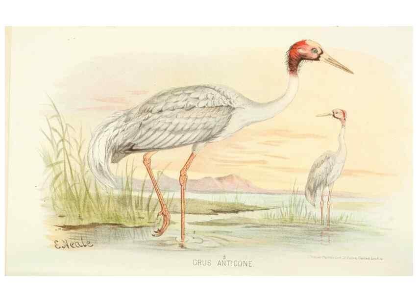 Reproducción/Reproduction 49785693586: Indian sporting birds /. London :Francis Edwards,1915.. 