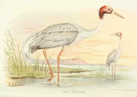 Reproducción/Reproduction 49785693586: Indian sporting birds /. London :Francis Edwards,1915.. 