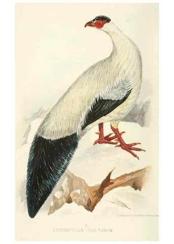 Reproducción/Reproduction 49785157468: Indian sporting birds /. London :Francis Edwards,1915.. 