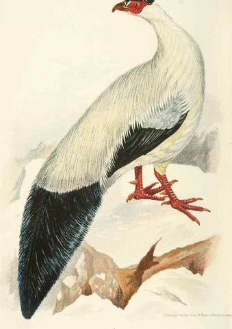 Reproducción/Reproduction 49785157468: Indian sporting birds /. London :Francis Edwards,1915.. 