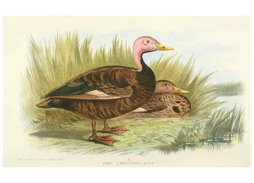 Reproducción/Reproduction 49785694601: Indian sporting birds /. London :Francis Edwards,1915.. 