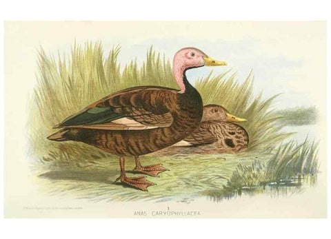 Reproducción/Reproduction 49785694601: Indian sporting birds /. London :Francis Edwards,1915.. 